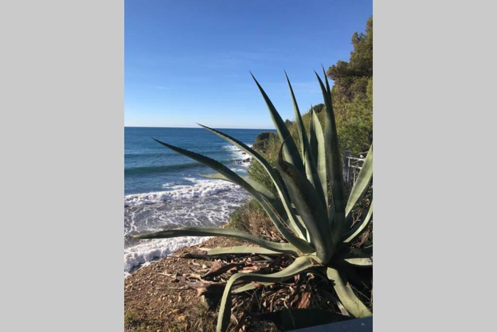 La Petite Pinede Studio Climatise Proche Plage Sanary-sur-Mer Eksteriør bilde